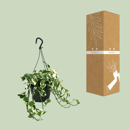 Kamerplant - Scindapsus (Epipremnum) N'Joy - Pot Ø 15cm Hoogte ↕ 35cm