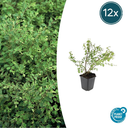 Buitenplant 12x Symphoricarpos chenaultii 'Hancock' - Pot Ø 9cm Hoogte ↕ 10-25cm