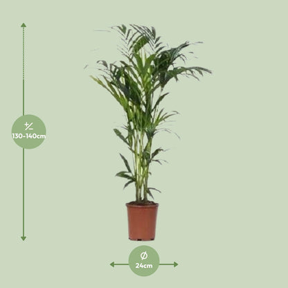 XL kamerplant - Howea - Pot Ø 24cm Hoogte ↕ 140cm