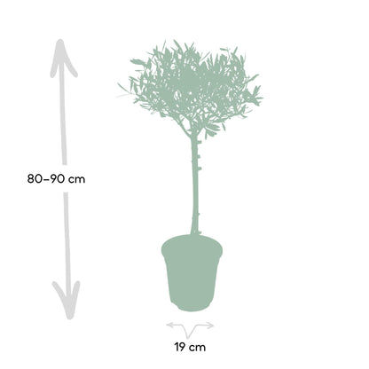Kamerplant - Olea Europaea - Pot Ø 19cm Hoogte ↕ 90cm