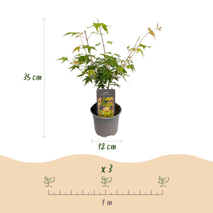 Buitenplant 3x Acer palmatum Katsura - Bladverliezend - Pot Ø 12cm Hoogte ↕ 35cm