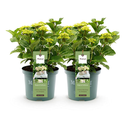 Buitenplant 2x Hydrangea Magical Nobless - Wit Bloeiend - Pot Ø 23cm Hoogte ↕ 55cm