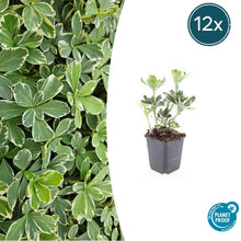 Buitenplant 12x Pachysandra term. 'Variegata' - Pot Ø 9cm Hoogte ↕ 10-25cm