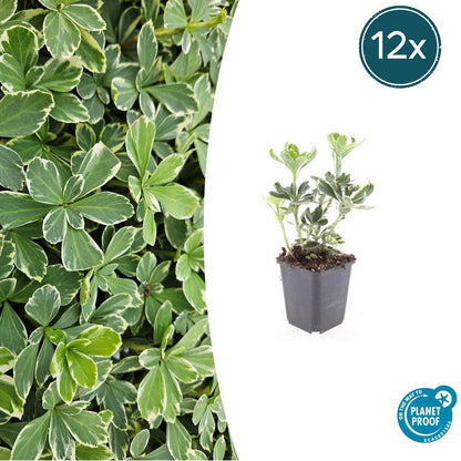 Buitenplant 12x Pachysandra term. 'Variegata' - Pot Ø 9cm Hoogte ↕ 10-25cm