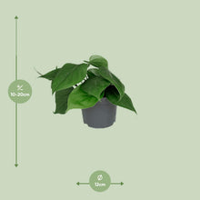 Kamerplant - Philodendron Scandens - Pot Ø 12cm Hoogte ↕ 15cm