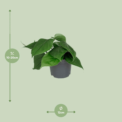 Kamerplant - Philodendron Scandens - Pot Ø 12cm Hoogte ↕ 15cm