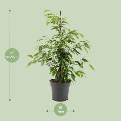 Kamerplant - Ficus Benjamina Anastasia - Pot Ø 14cm Hoogte ↕ 55cm