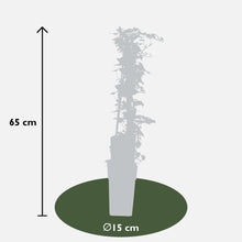 Buitenplant 4x Hedera helix - Klimplant - Pot Ø 15cm Hoogte ↕ 65cm