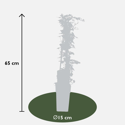 Buitenplant 4x Hedera helix - Klimplant - Pot Ø 15cm Hoogte ↕ 65cm