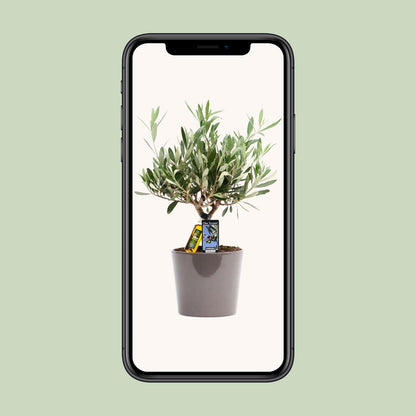 Kamerplant - Olea europaea (olijfboom) - Pot Ø 16cm Hoogte ↕ 35cm