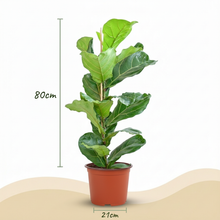 Kamerplant - Ficus Lyrata (Vioolbladplant) - Pot Ø 21cm Hoogte ↕ 75-85cm