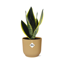 Kamerplant - Sansevieria Futura Superba - Pot Ø 14cm Hoogte ↕ 40cm