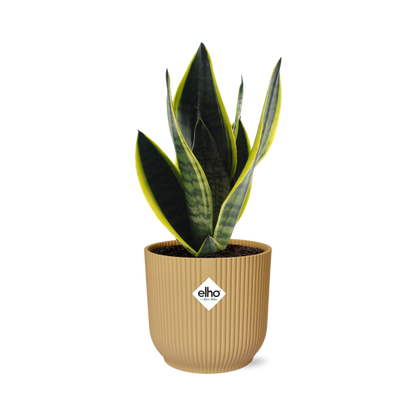Kamerplant - Sansevieria Futura Superba - Pot Ø 14cm Hoogte ↕ 40cm