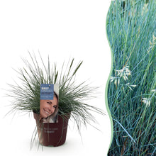 Buitenplant - Festuca glauca 'Intense Blue' - Winterhard - Pot Ø 17cm Hoogte ↕ 50cm