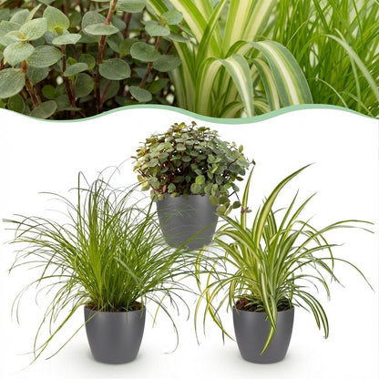 Kamerplant 3x Mix - Cyperus, Callisia & Chlorophytum - Pot Ø 12cm Hoogte ↕ 20cm