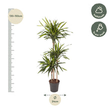 Kamerplant - Dracaena Riki - Pot Ø 24cm Hoogte ↕ 140cm