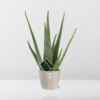 Kamerplant - Aloe Vera - Pot Ø 12cm