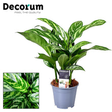 Kamerplant - Aglaonema Tigres - Pot Ø 14cm Hoogte ↕ 45cm