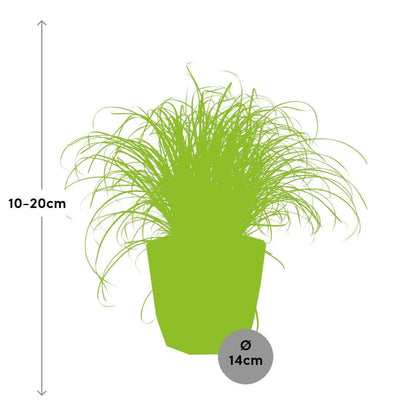 Kamerplant - Cyperus Alternifolius 'Zumula' - Pot Ø 14cm