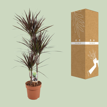 XL kamerplant - Dracaena Magenta - Pot Ø 21cm Hoogte ↕ 120cm
