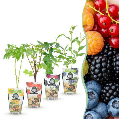 Buitenplant 4x Fruitplanten Rainbow - Rode Bes, Framboos, Braam, Blauwe Bes - Pot Ø 9cm