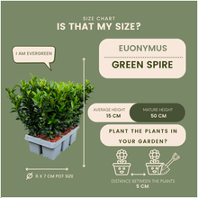 Buitenplant 6x Euonymus 'Green Spire' - Pot Ø 7cm Hoogte ↕ 15cm