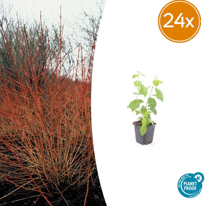 Buitenplant 24x Cornus sang. 'Midwinter Fire' - Winterhard - Pot Ø 9cm Hoogte ↕ 10-25cm
