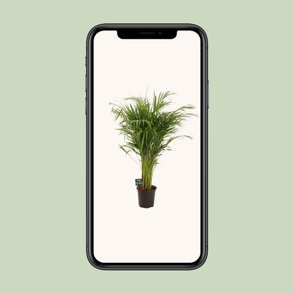 Kamerplant - Dypsis Lutescens (Areca Palm) - Hoogte ↕ 12-230cm