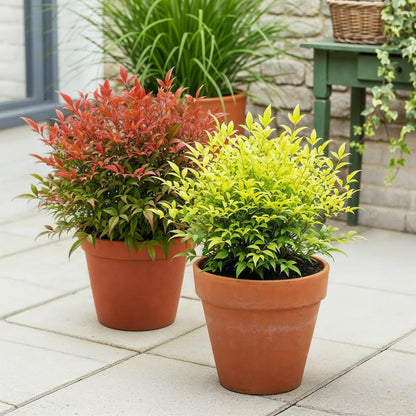 Buitenplant 2x Nandina Duo - Groenblijvend - Pot Ø 17cm Hoogte ↕ 45cm