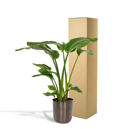 Kamerplant - Strelitzia Nicolai - Inclusief sierpot - Pot Ø 19cm Hoogte ↕ 90cm