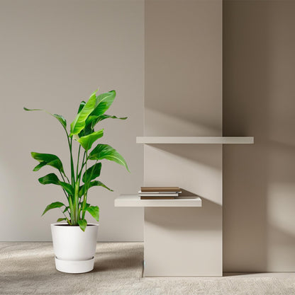 Kamerplant - Strelitzia Nicolai - Pot Ø 17cm Hoogte ↕ 80-100cm