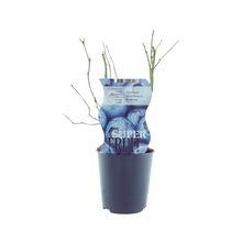Buitenplant - Vaccinium Bluecrop (Blauwe bes) - Fruitdragend - Pot Ø 12cm Hoogte ↕ 30cm
