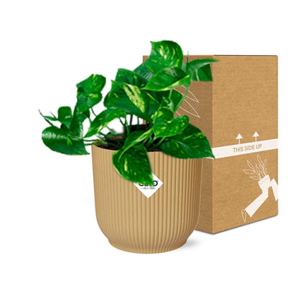Kamerplant - Epipremnum Pinnatum 'Aureum' - Pot Ø 14cm