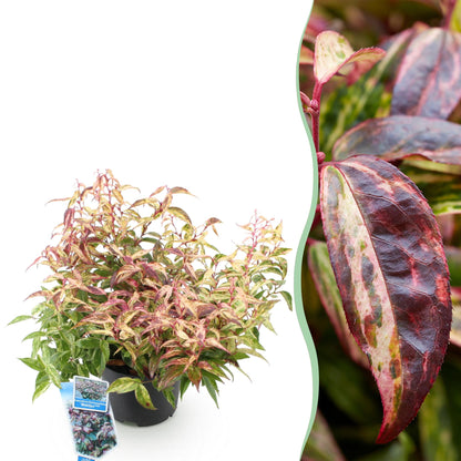 Buitenplant - Leucothoe Makijaz - Groenblijvend - Pot Ø 17cm Hoogte ↕ 45cm