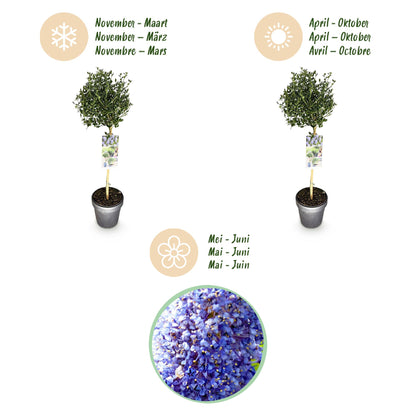Buitenplant - Ceanothus impressus Victoria - Winterhard - Pot Ø 19cm Hoogte ↕ 90cm