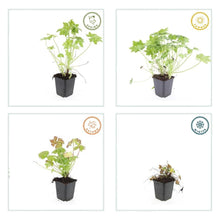 Buitenplant 6x Geranium macrorrhizum - Bloeiend - Pot Ø 9cm Hoogte ↕ 10-25cm