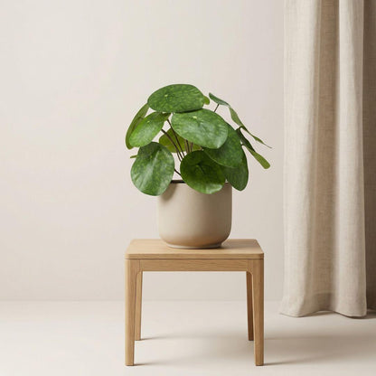 Kunstplant - Pilea Bush in Zwarte Pot Hoogte ↕ 25cm