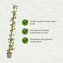 Buitenplant - Hedera hibernica Klimop Gestokt - Hoogte ↕ 125-150cm