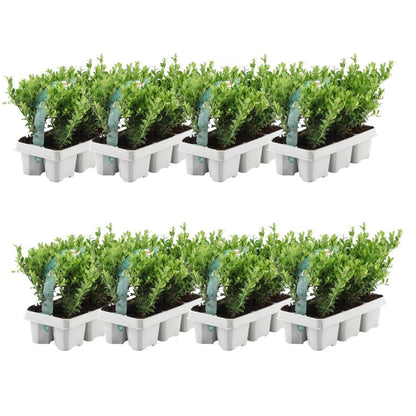 Buitenplant 48x Ilex crenata 'Jenny' - Winterhard - Pot Ø 7cm Hoogte ↕ 15cm