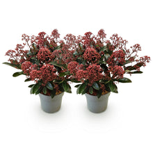 Buitenplant 2x Skimmia japonica Rubella - Winterhard - Bloeiend - Pot Ø 15cm Hoogte ↕ 30cm