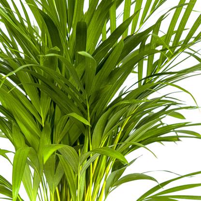 Kamerplant - Dypsis Areca Lutescens - Pot Ø 19cm Hoogte ↕ 80-100cm