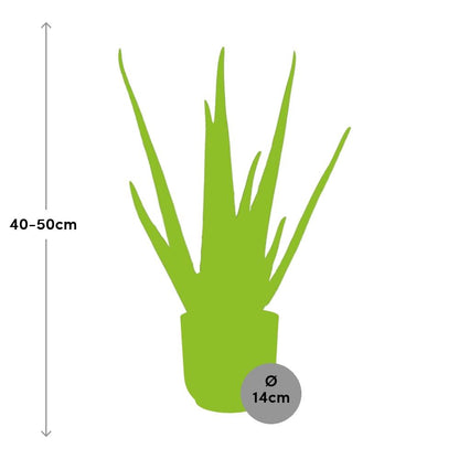 Kamerplant - Aloe Vera - Pot Ø 14cm