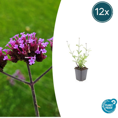 Buitenplant 12x Verbena bon. 'Lollipop' - Bloeiend - Pot Ø 9cm Hoogte ↕ 10-25cm