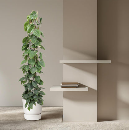 Kamerplant - Philodendron Scandens op gaasrek - Pot Ø 27cm Hoogte ↕ 160cm