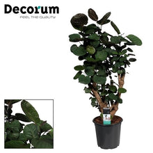 Kamerplant - Polyscias Fabian - Pot Ø 21cm Hoogte ↕ 95cm