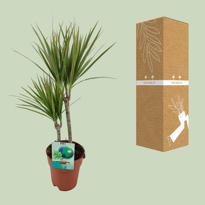 Kamerplant - Dracaena Marginata Bicolor - Pot Ø 19cm Hoogte ↕ 70cm