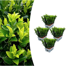 Buitenplant 24x Euonymus 'Green Spire' - Pot Ø 7cm Hoogte ↕ 15cm