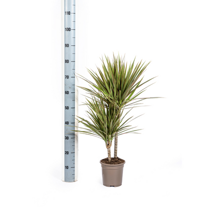 Kamerplant - Dracaena Marginata Bicolor - Pot Ø 17cm Hoogte ↕ 50-70cm