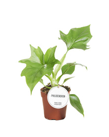 Kamerplant - Philodendron Warszewiczii - Pot Ø 12cm Hoogte ↕ 30cm
