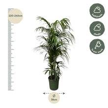 XL kamerplant - Kentia Palm - Pot Ø 38cm Hoogte ↕ 220cm